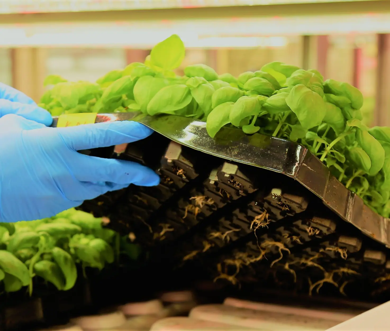 vertical farming companies - GrowPura