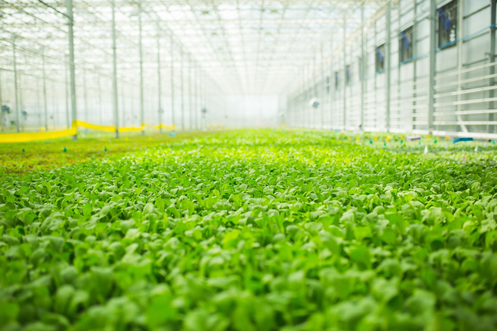 vertical farming companies - BrightFarms